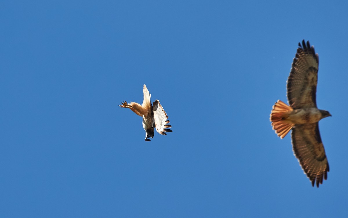 Red-tailed Hawk - ML39483881