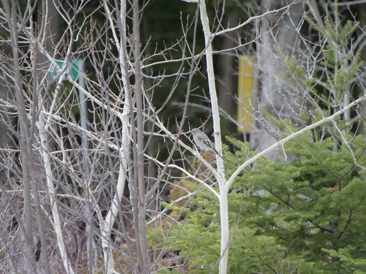 Townsend's Solitaire - ML394842761