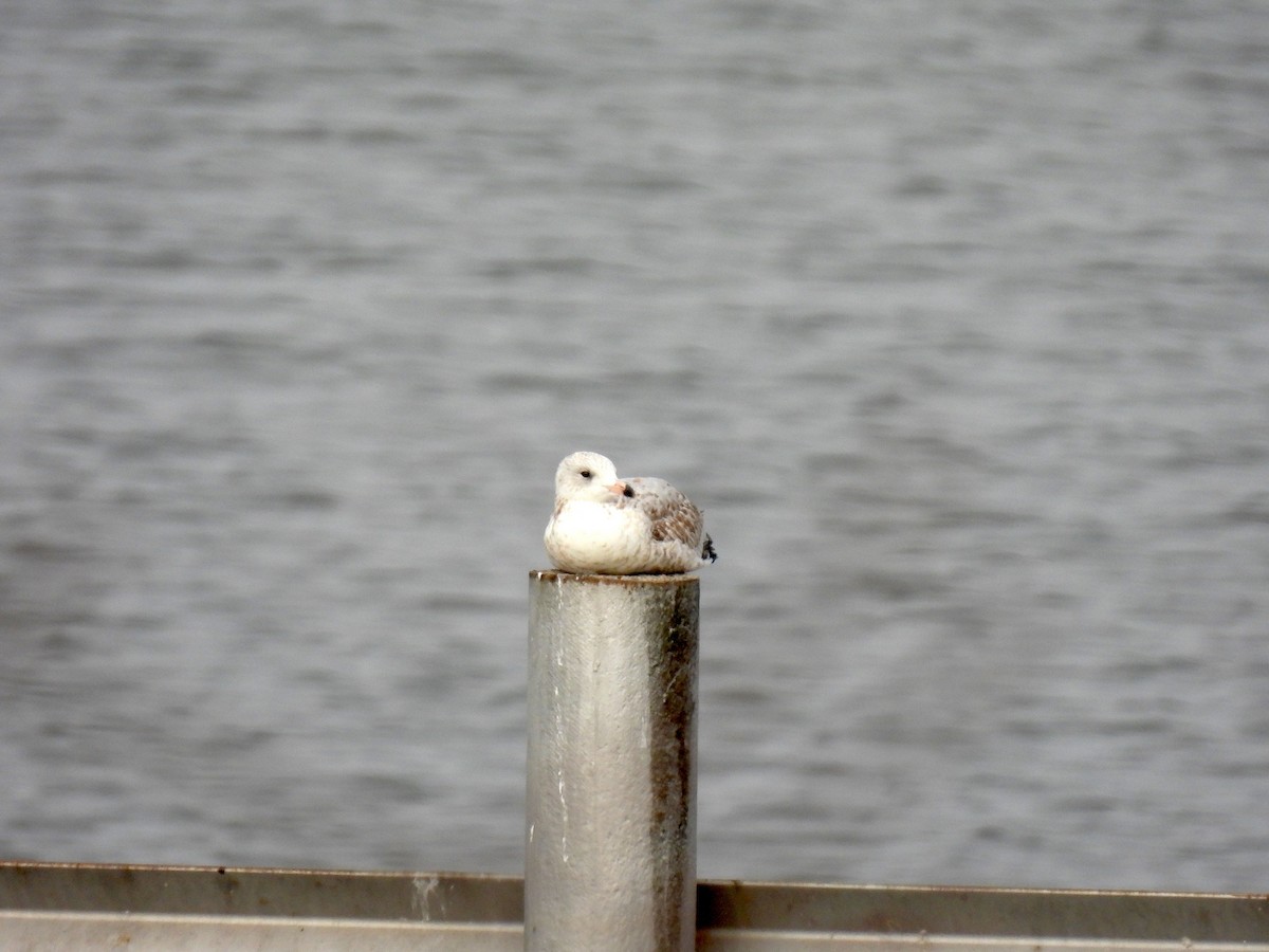 Ring-billed Gull - ML394844981