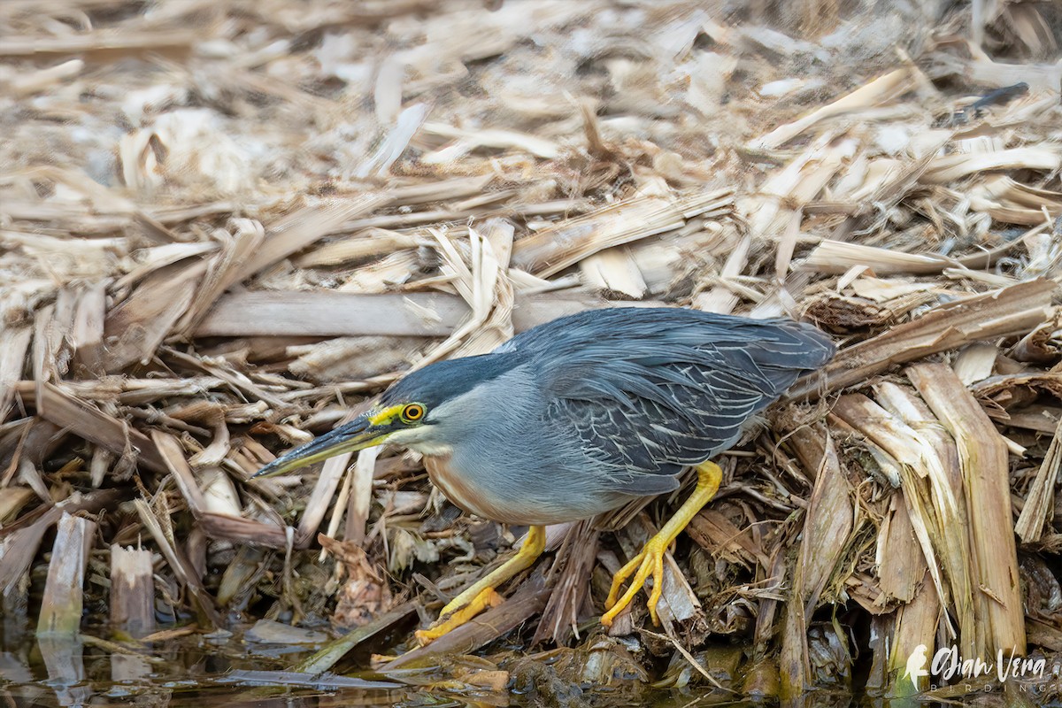 Striated Heron - Giancarlo Vera