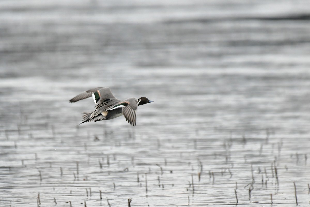 Northern Pintail - ML394850011