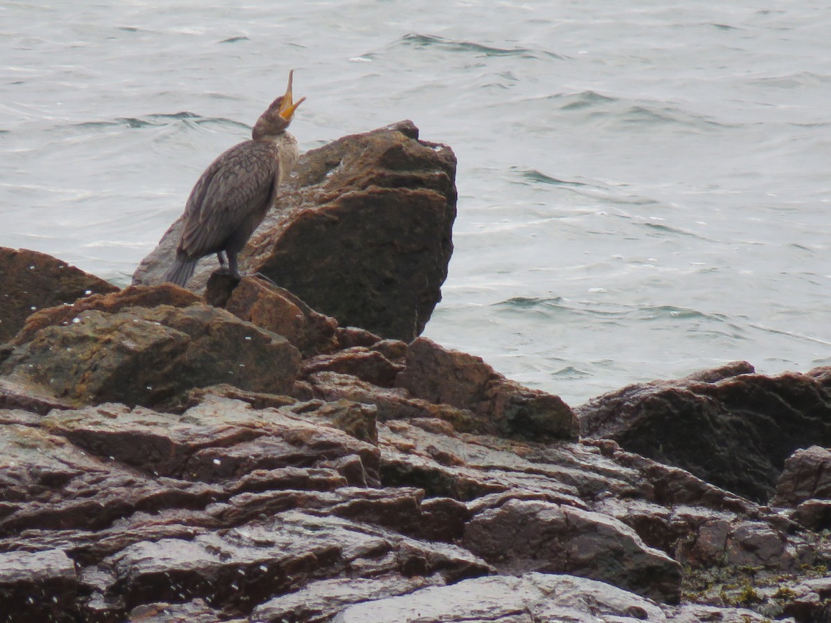 Cormorán Orejudo - ML394850771