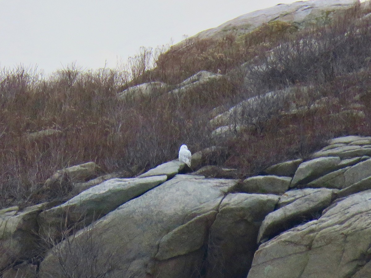 Snowy Owl - ML394850781