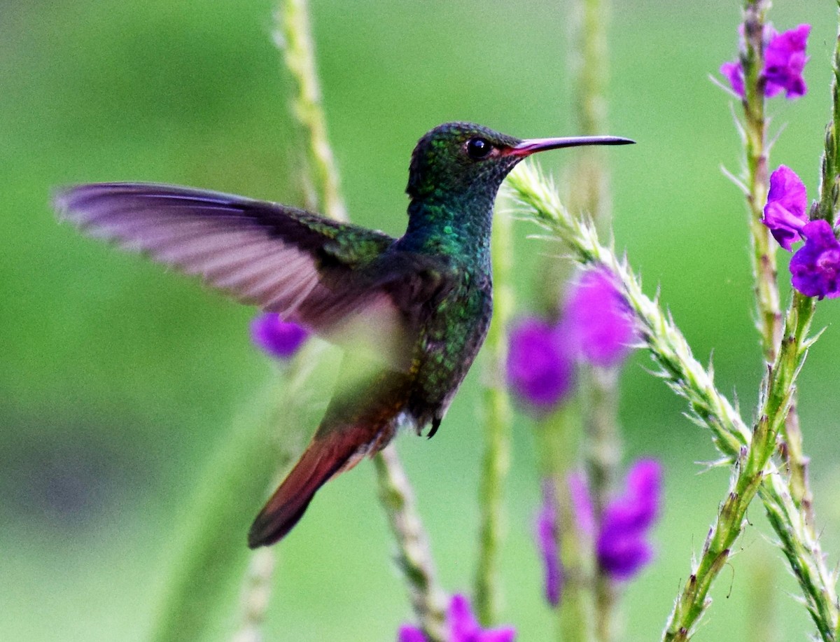 Rufous-tailed Hummingbird - ML394852981