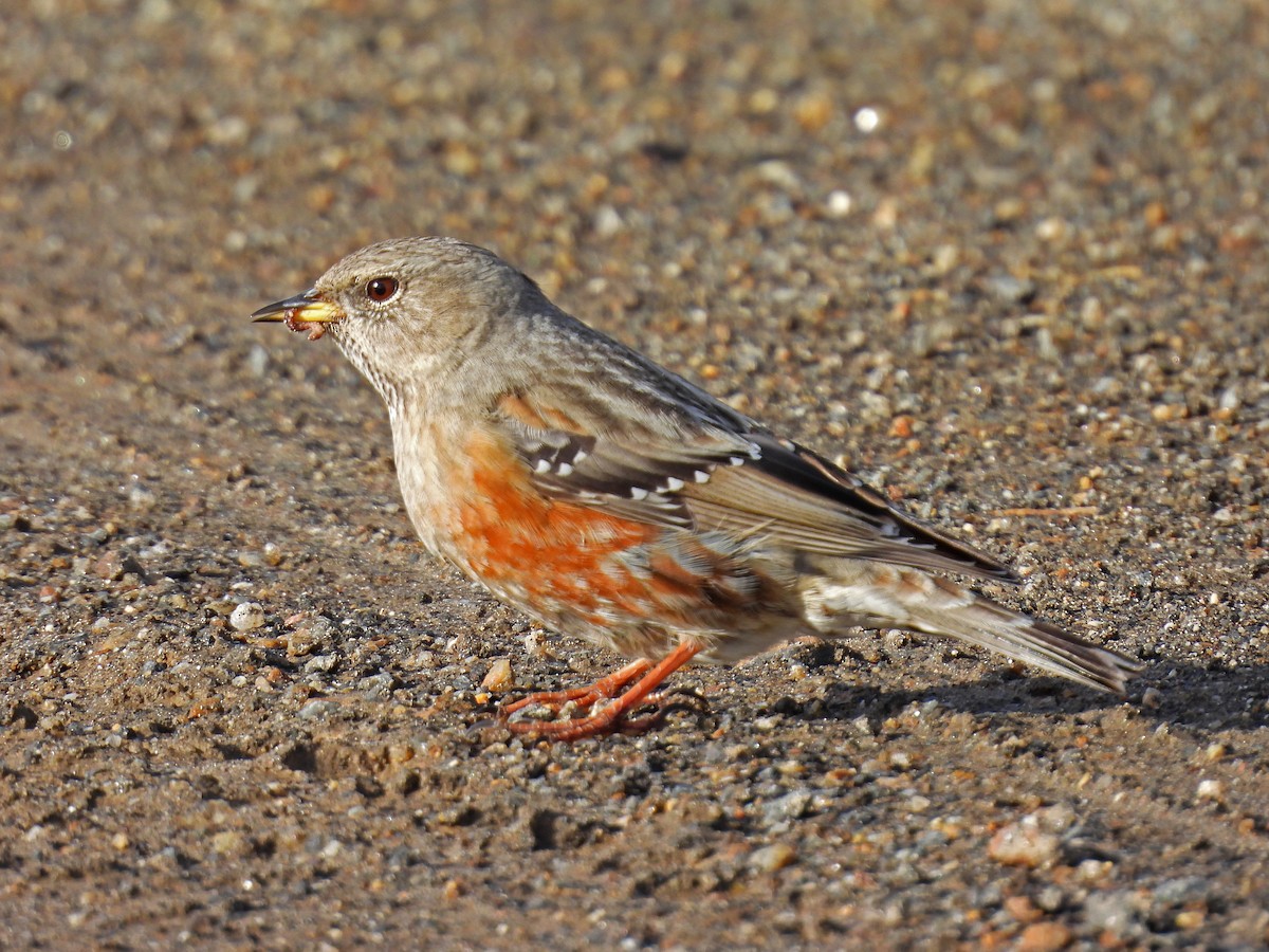 Alpine Accentor - Alberto Laiz