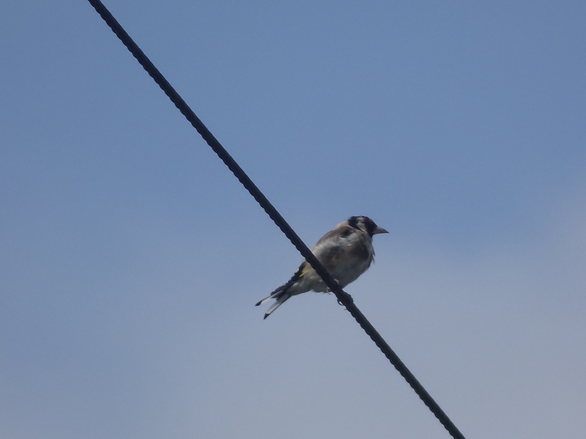 European Goldfinch - ML394856741