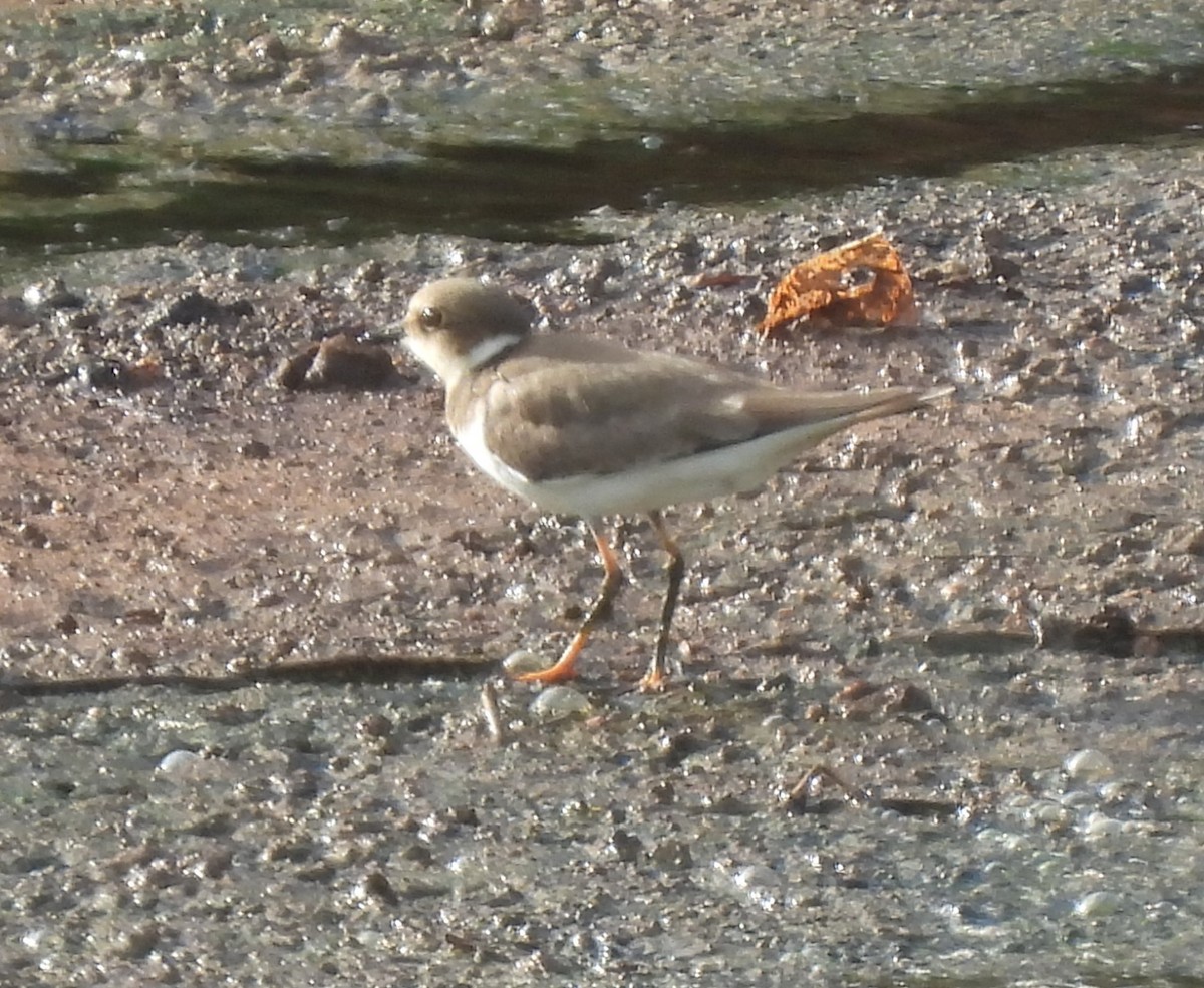 Common Ringed Plover - ML394856901