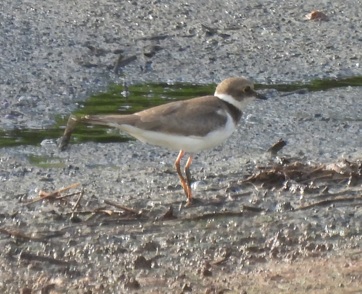 Common Ringed Plover - ML394856911