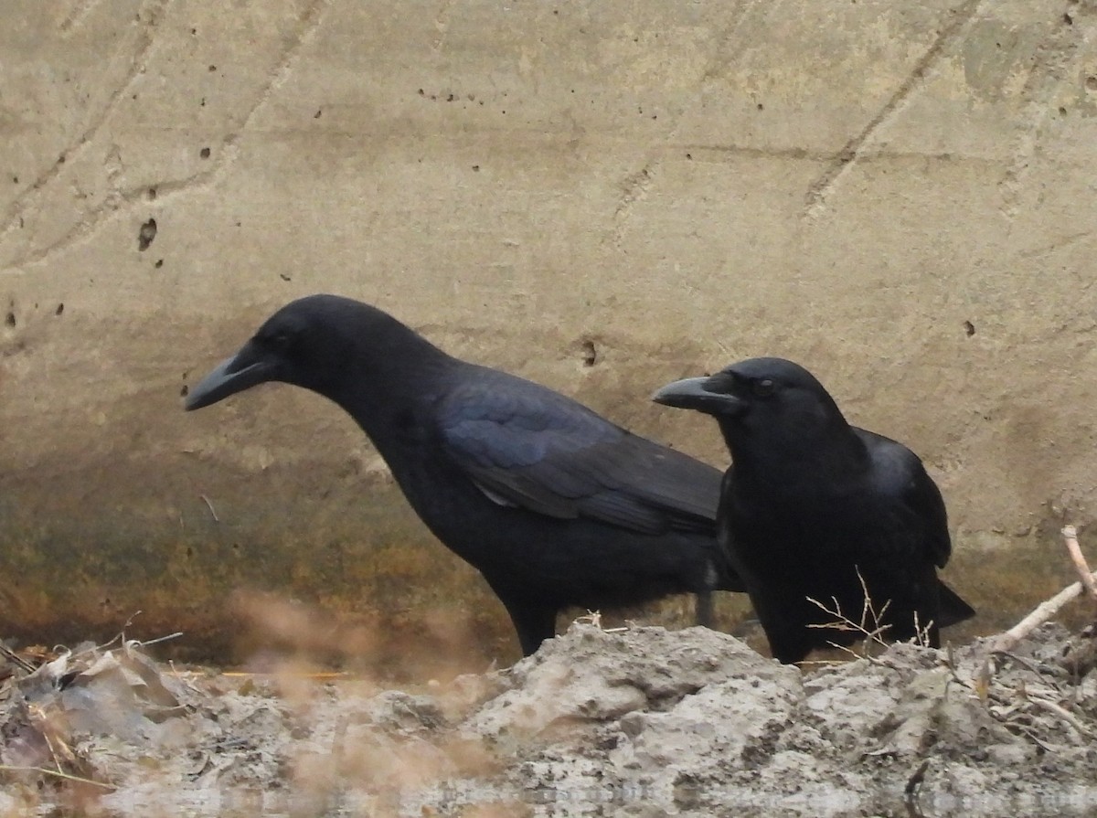 American Crow - ML394857541