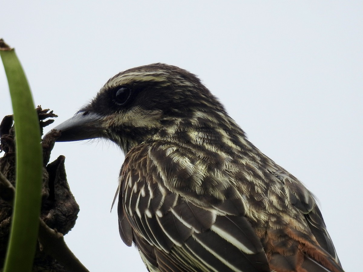 Streaked Flycatcher - ML394857931