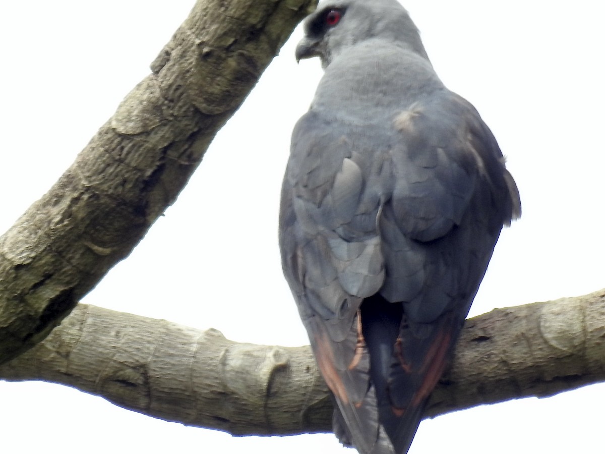 Plumbeous Kite - ML394858241