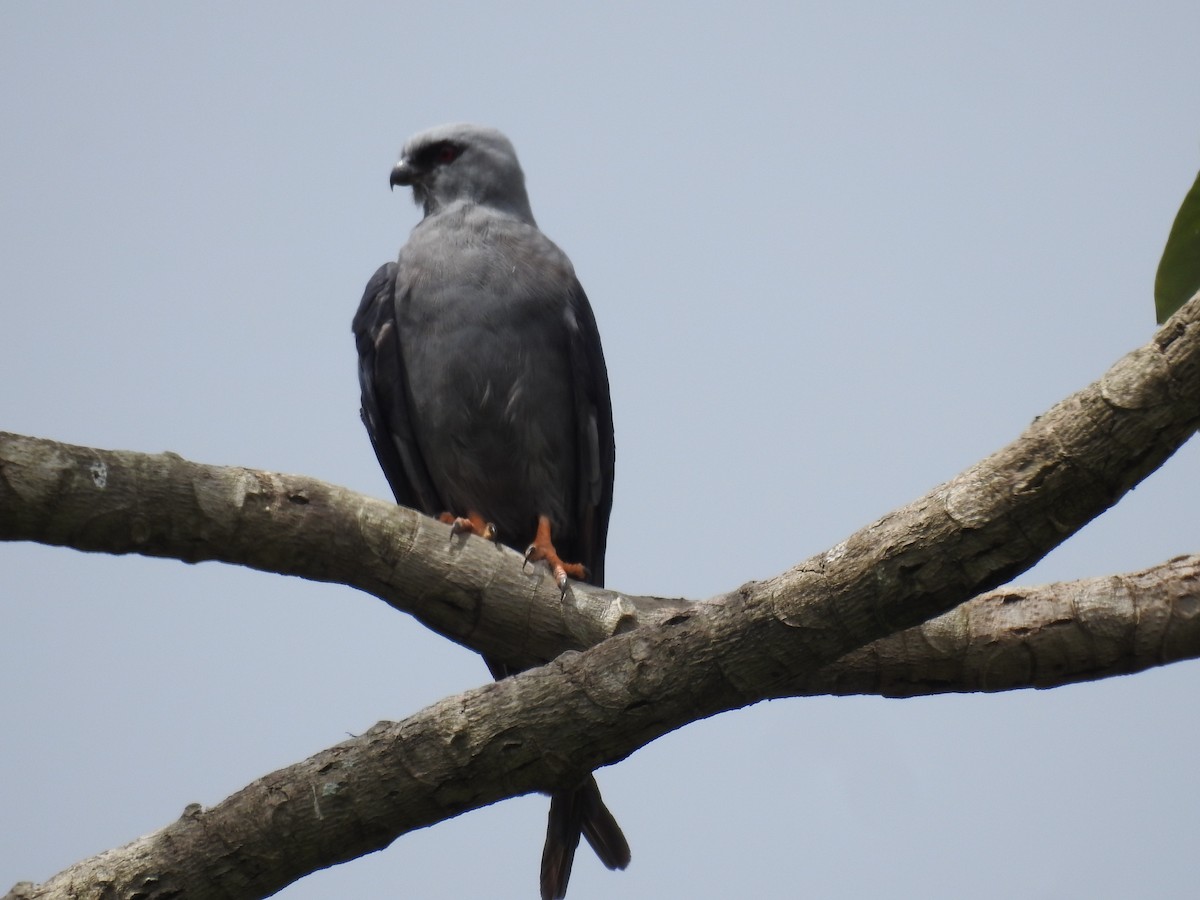 Plumbeous Kite - ML394858291