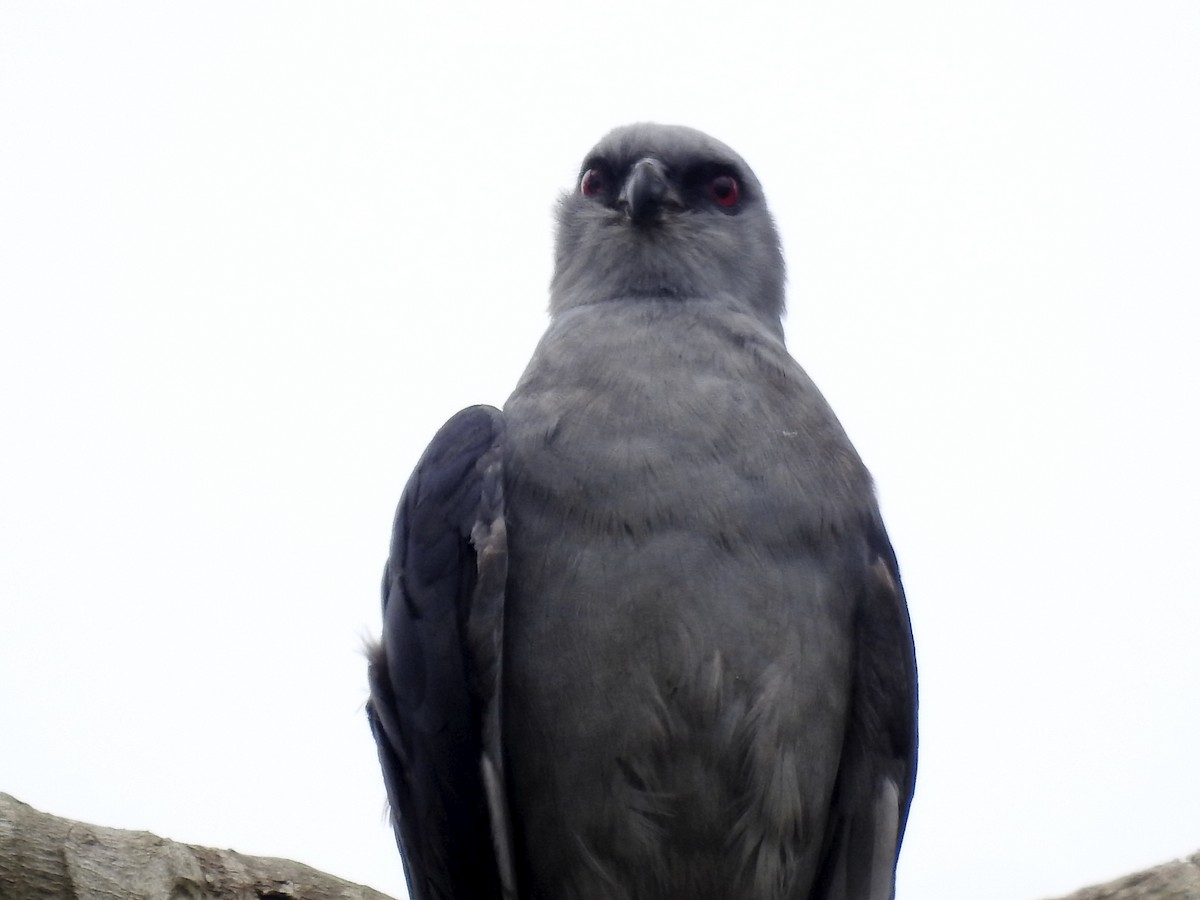 Plumbeous Kite - ML394858301