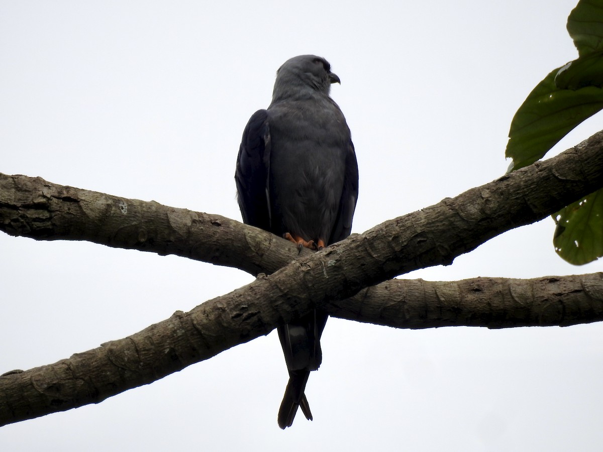 Plumbeous Kite - ML394858321