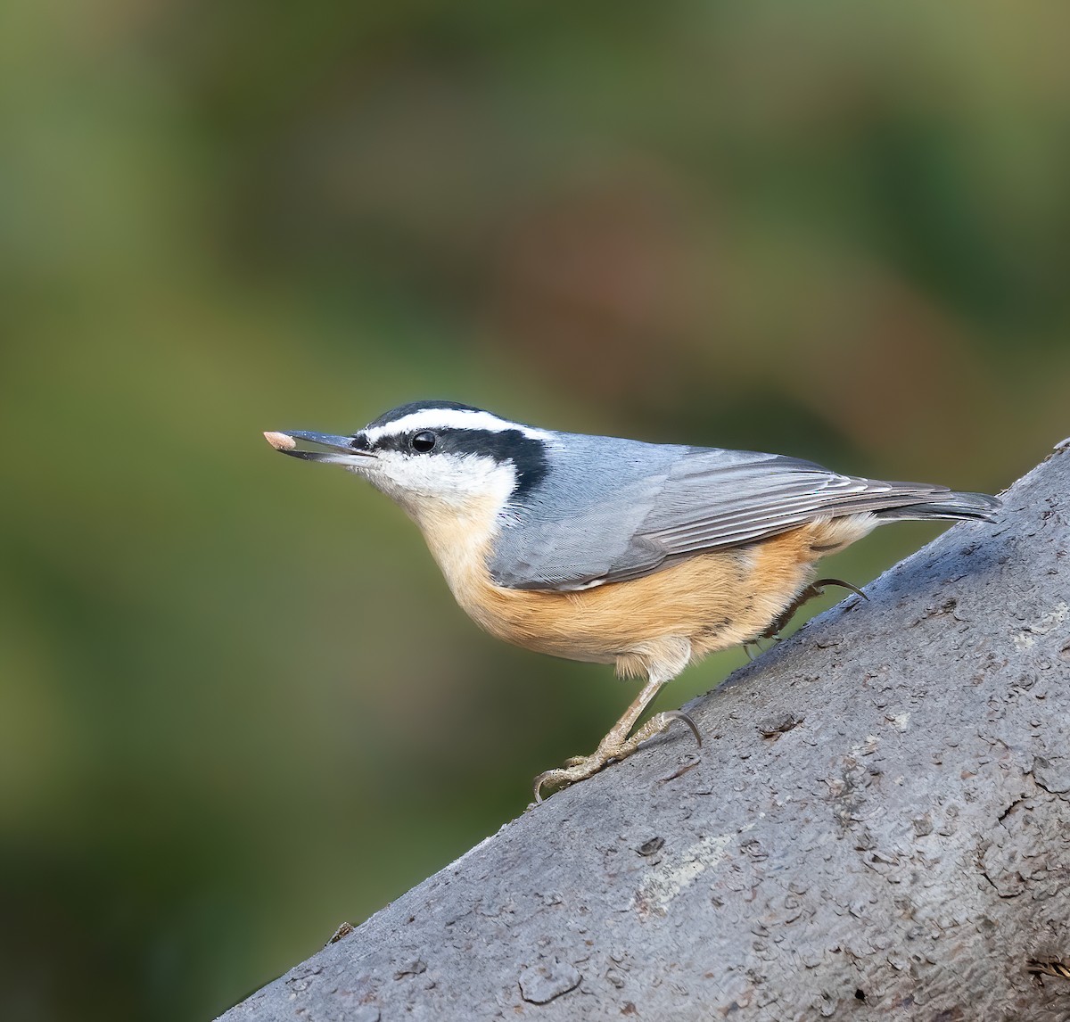 Red-breasted Nuthatch - ML394858351