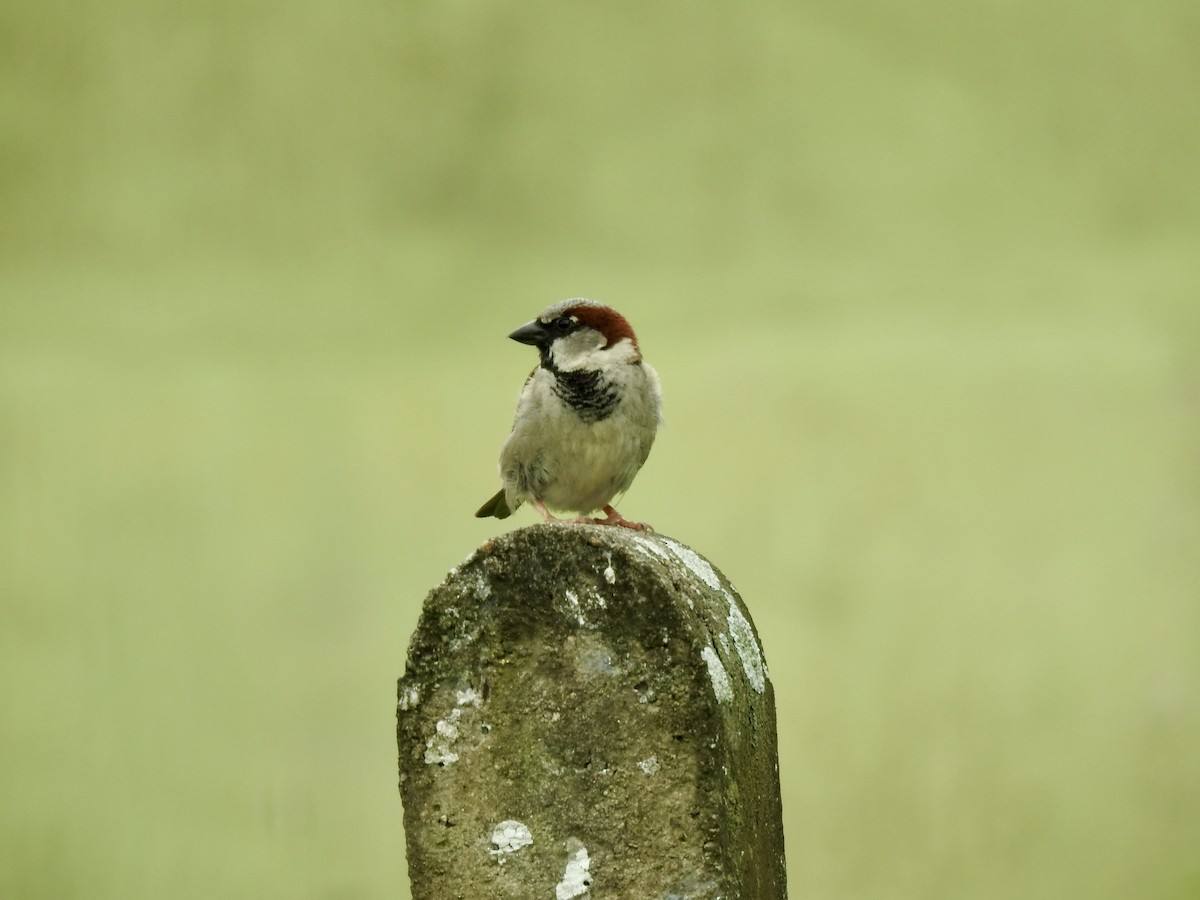 House Sparrow - ML394858451