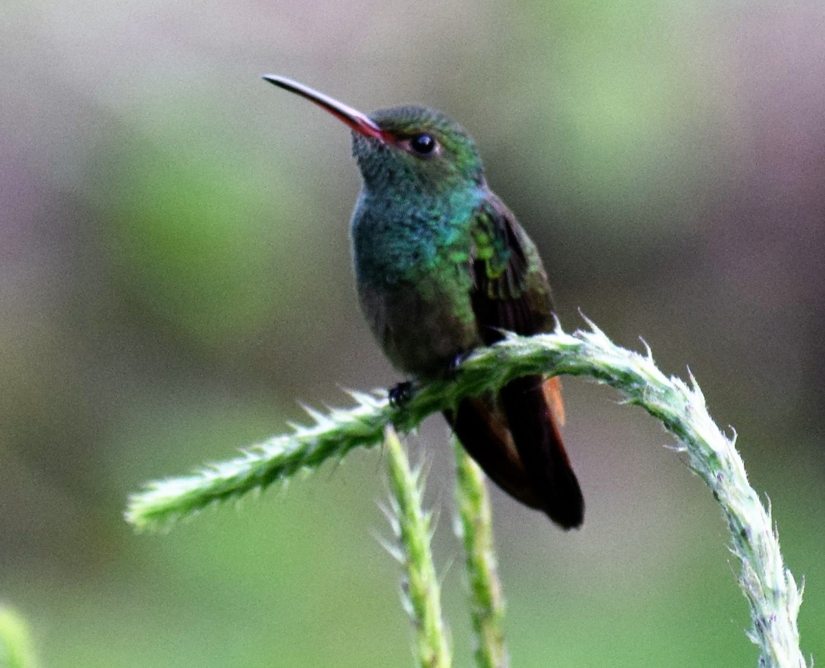 Rufous-tailed Hummingbird - ML394858621