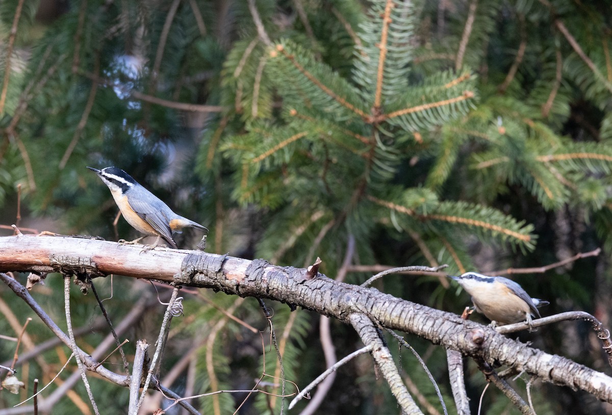 Red-breasted Nuthatch - ML394858641