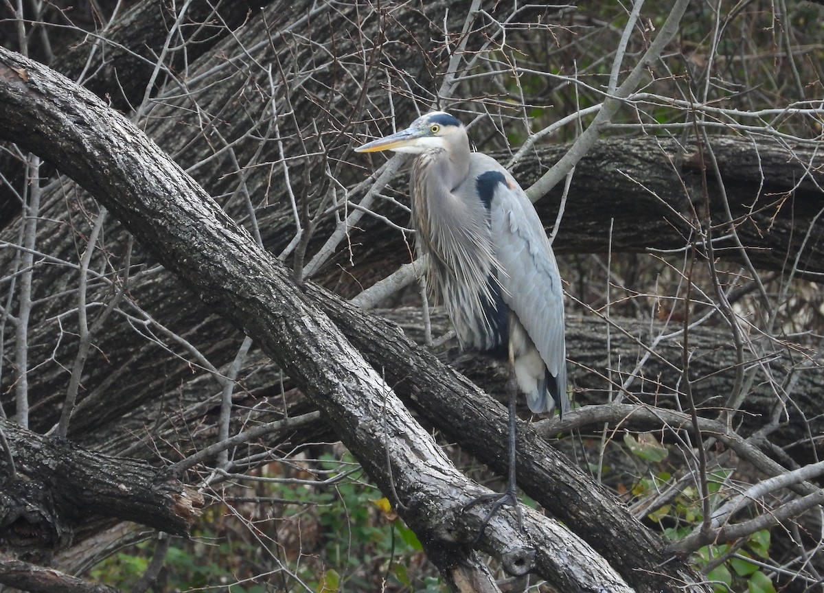 Great Blue Heron - ML394858931
