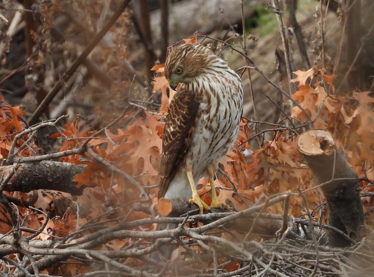 Cooper's Hawk - ML394859211