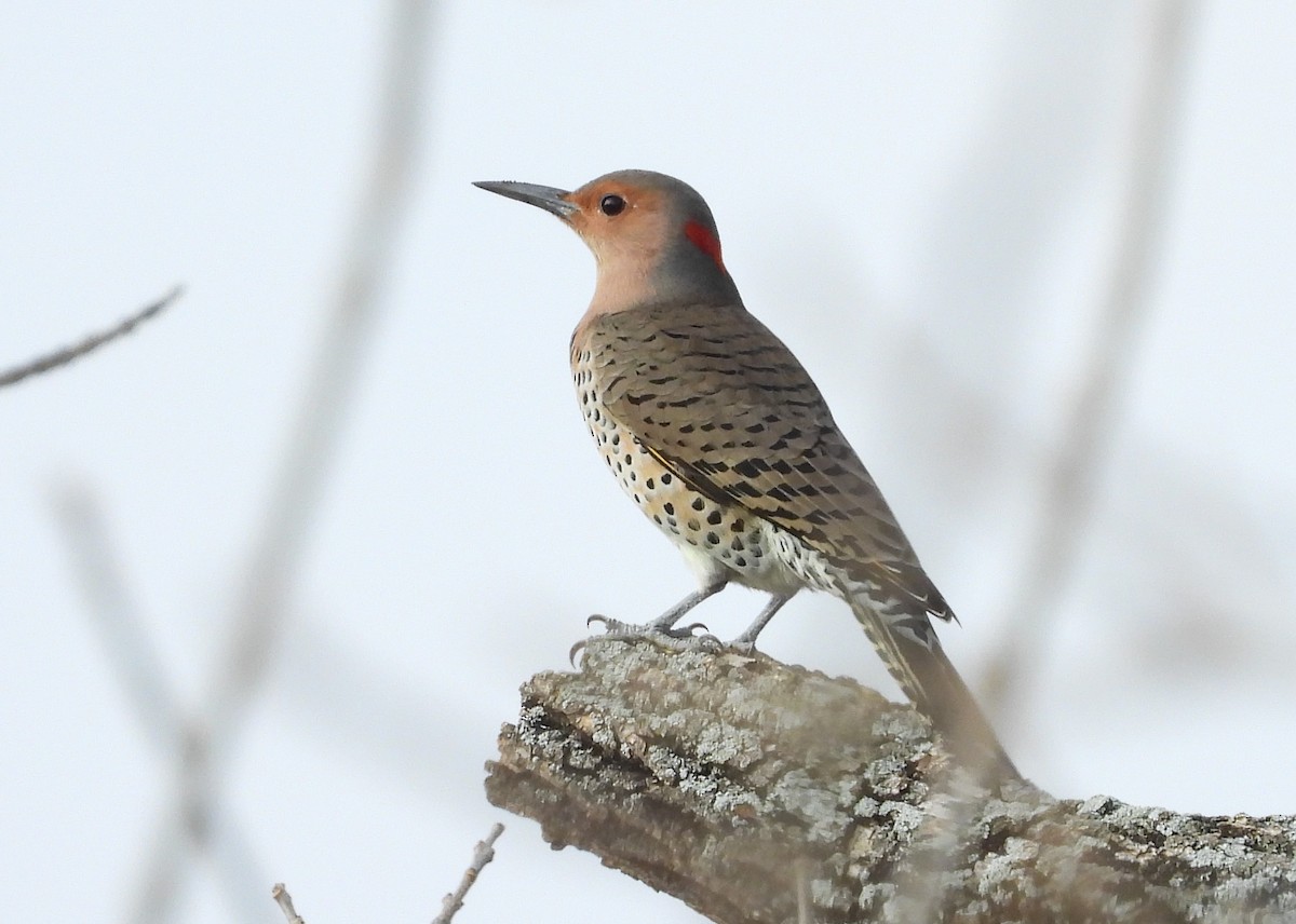 Northern Flicker (Yellow-shafted) - ML394859491