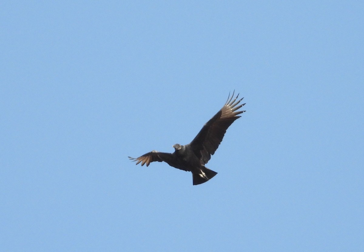 Black Vulture - ML394859951