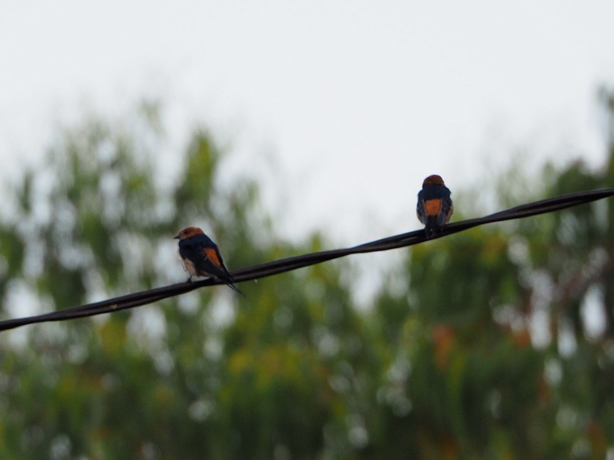 Red-rumped Swallow - Andre Coquerel