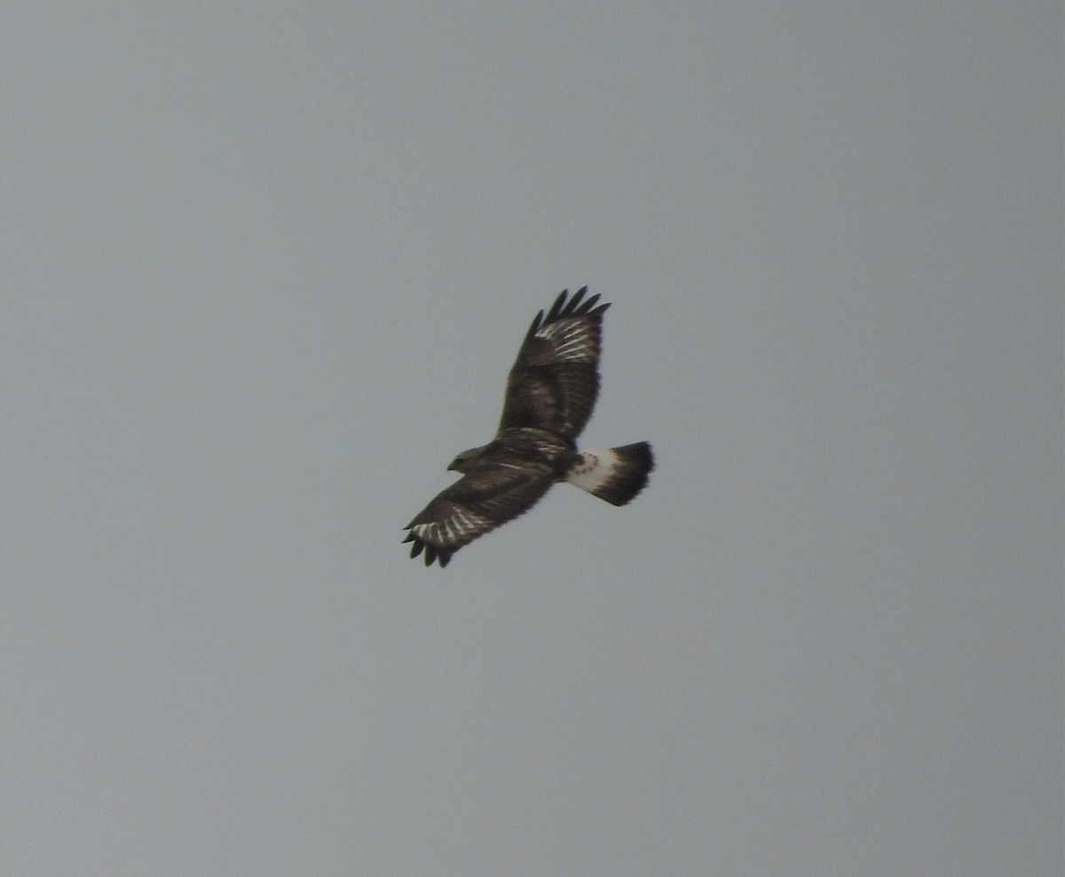 Rough-legged Hawk - ML394861231