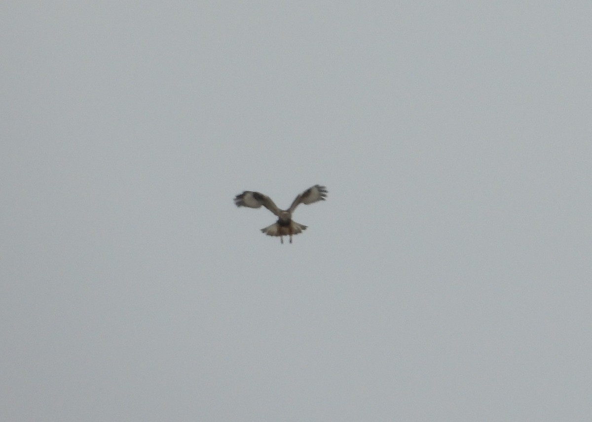 Rough-legged Hawk - ML394861771