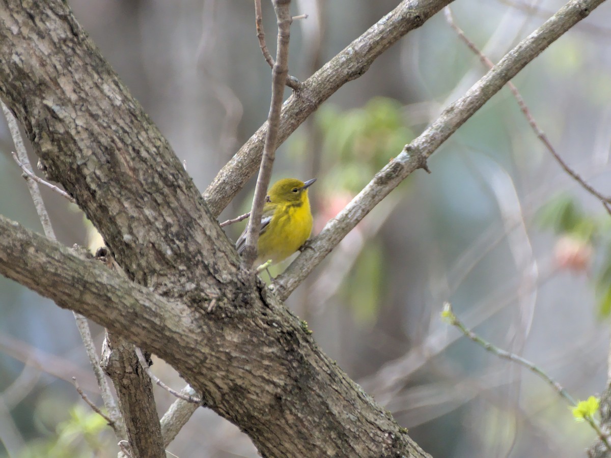 Pine Warbler - ML394862091