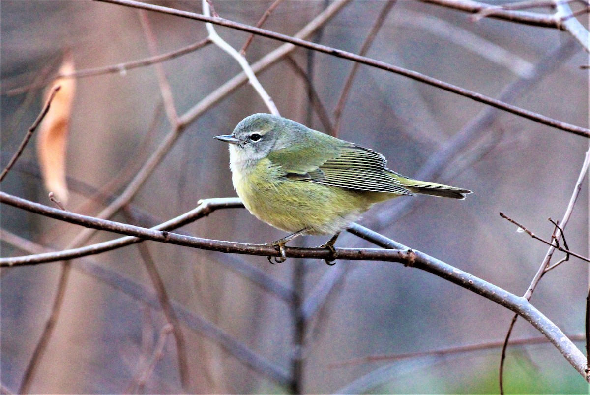 Orange-crowned Warbler (Gray-headed) - ML394862791