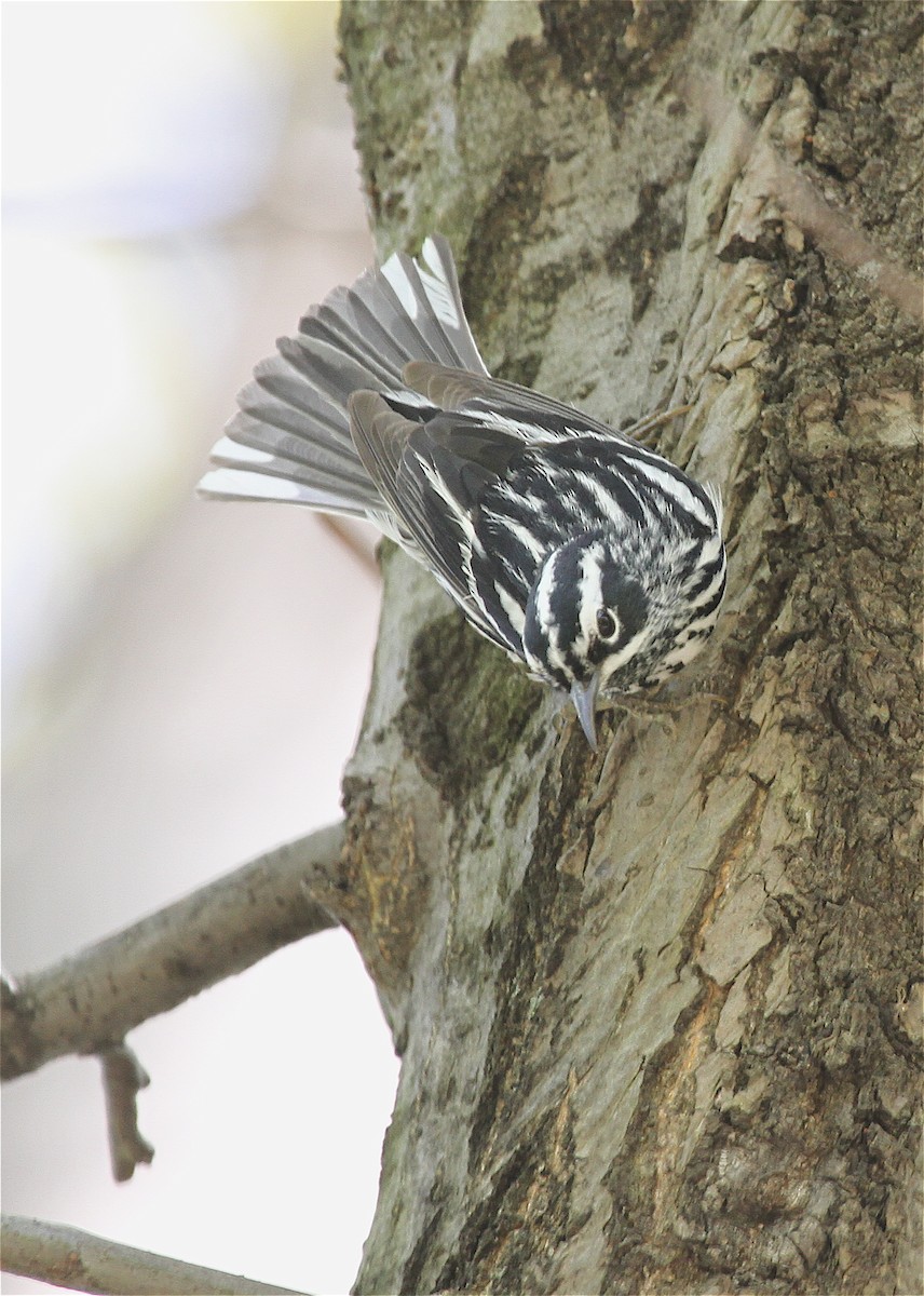 Black-and-white Warbler - ML39486371
