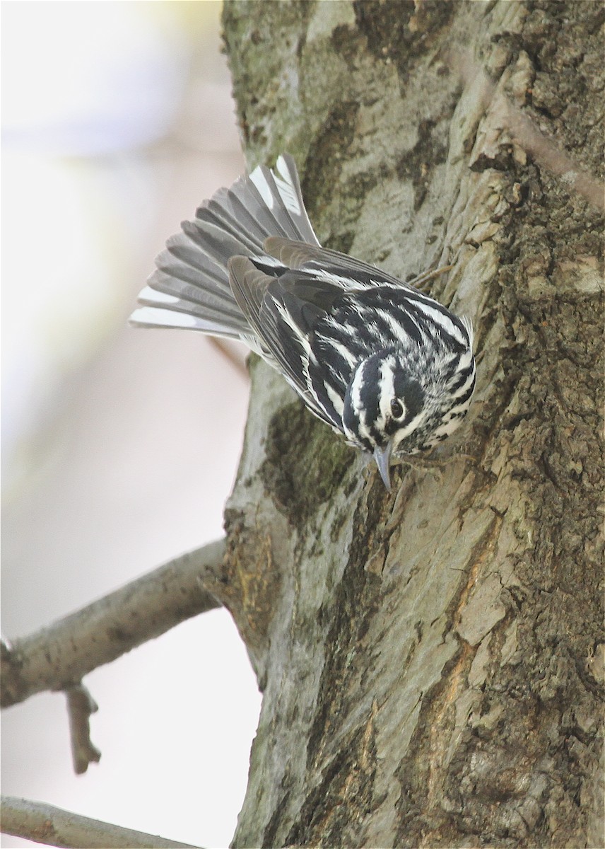 Black-and-white Warbler - Ryan Schain