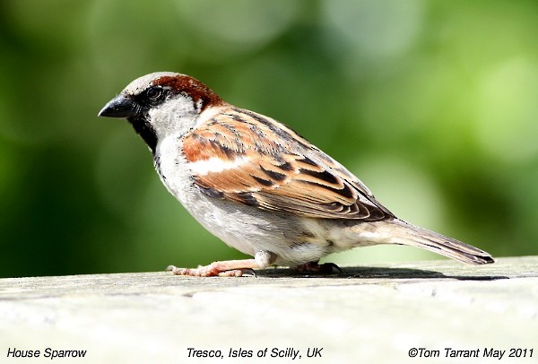 House Sparrow - ML39486591