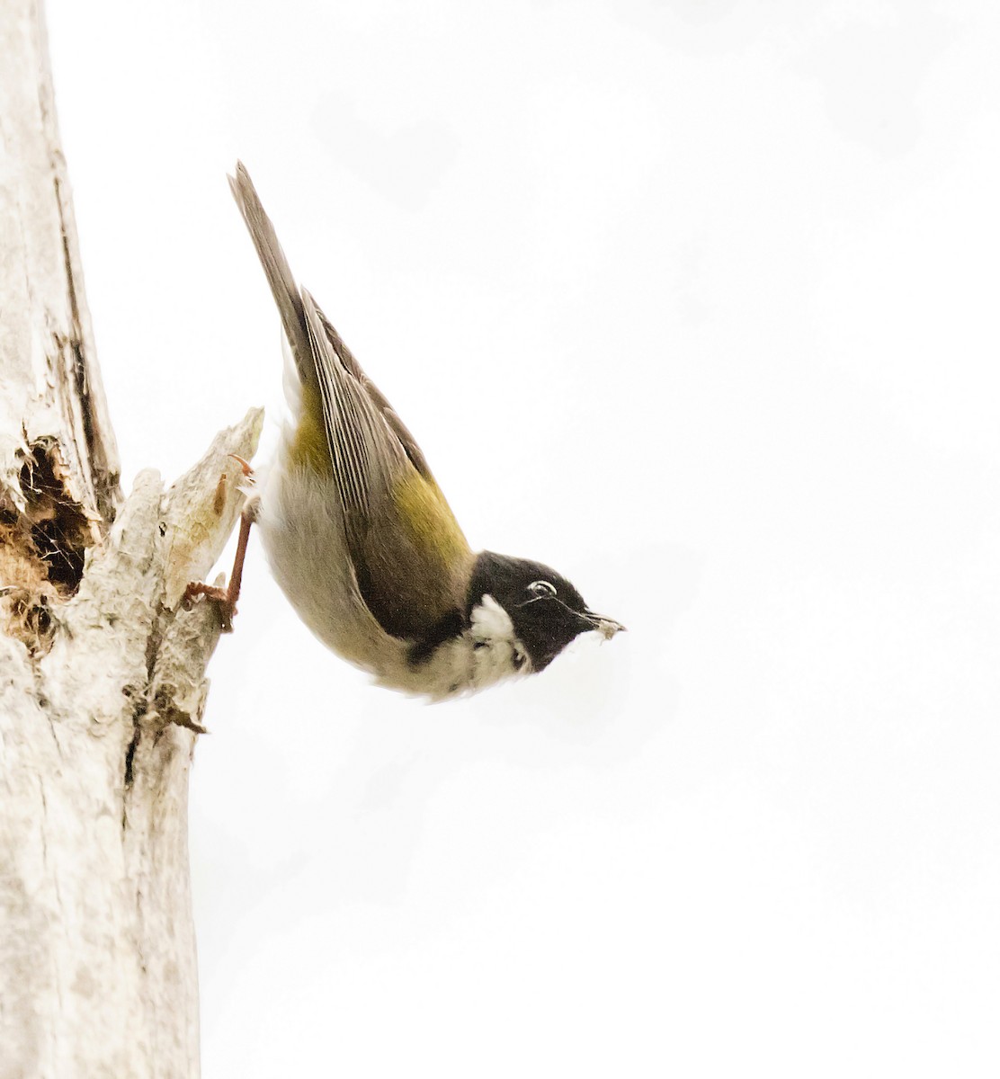 Black-headed Honeyeater - ML394866131