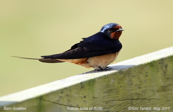 Barn Swallow (White-bellied) - Tom Tarrant