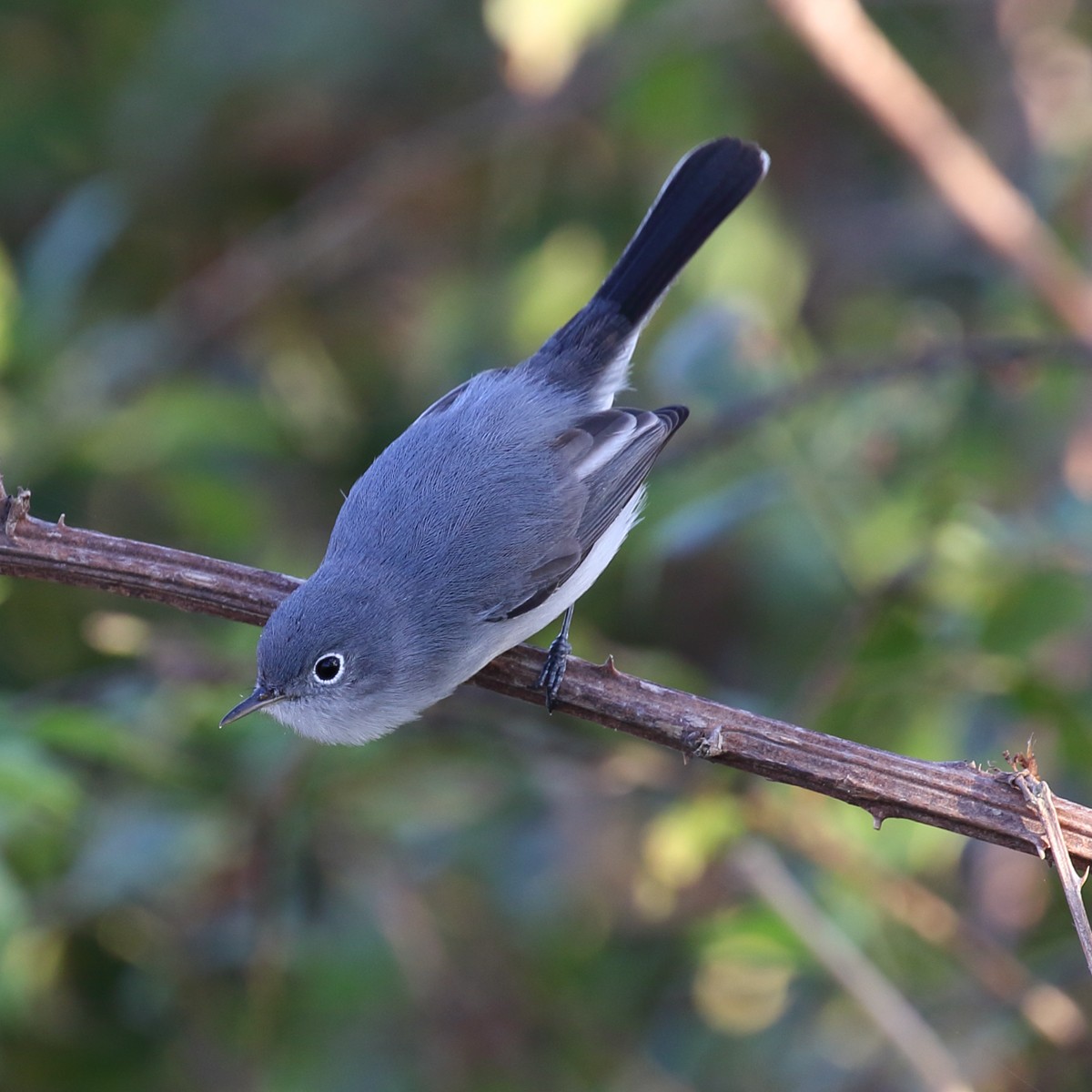 Blue-gray Gnatcatcher - ML39486731