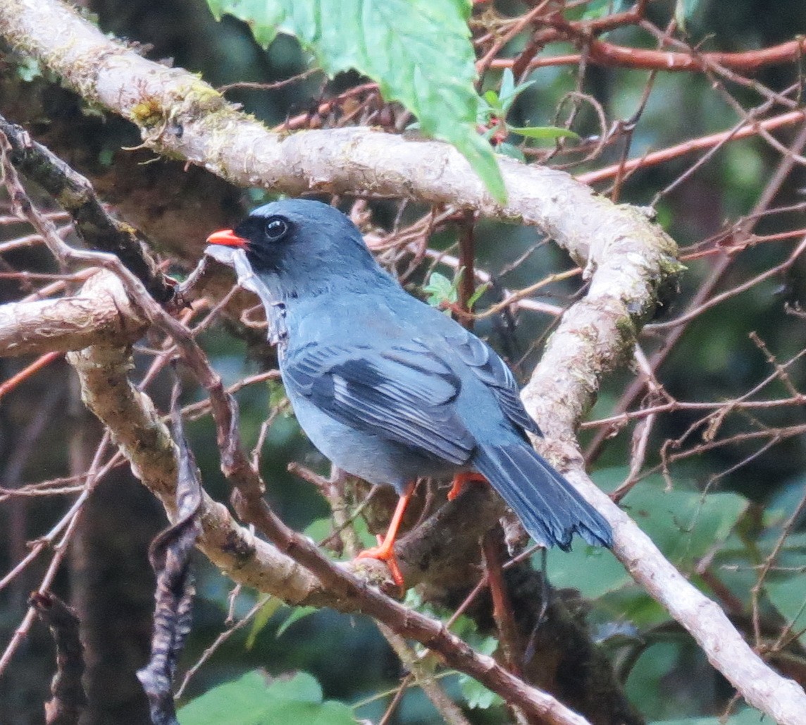 Black-faced Solitaire - Paul Bedell