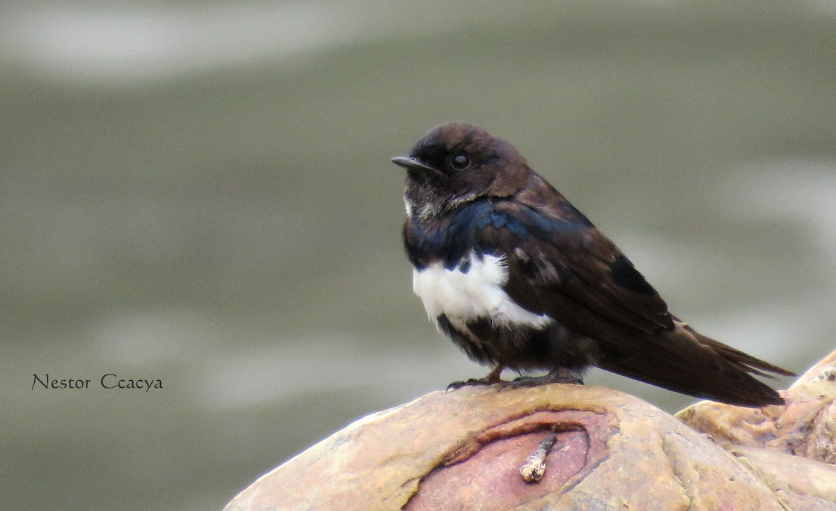 Golondrina Fajiblanca - ML39486941