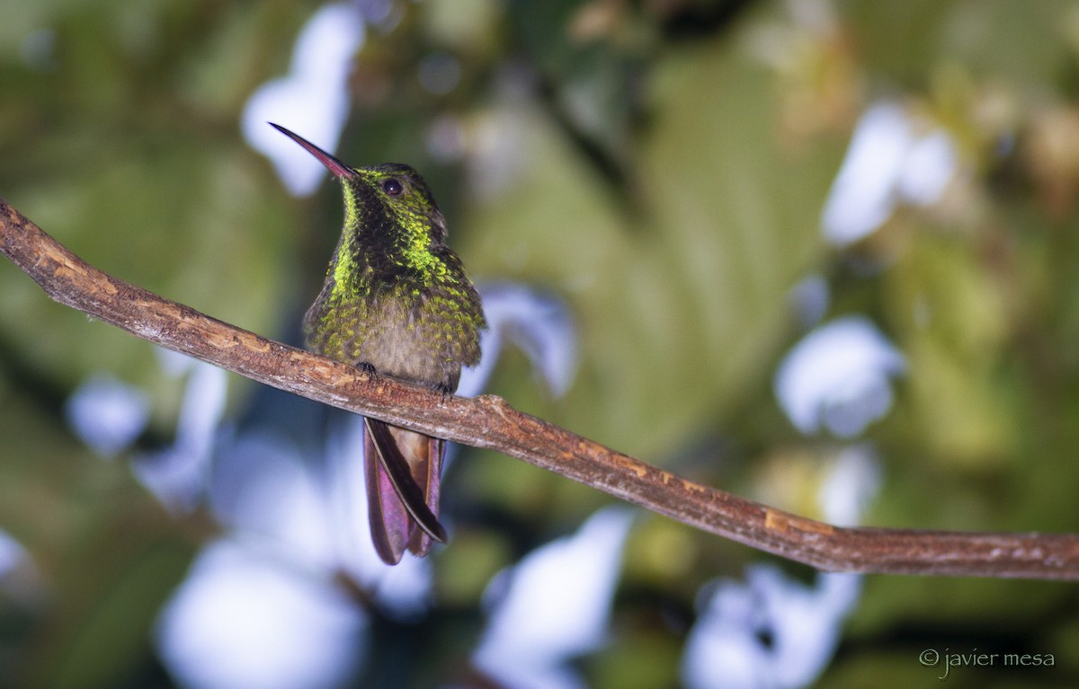 Green-bellied Hummingbird - javier  mesa