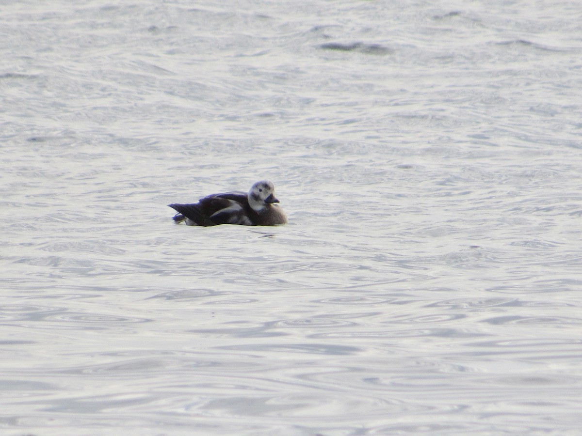 Long-tailed Duck - ML394869881