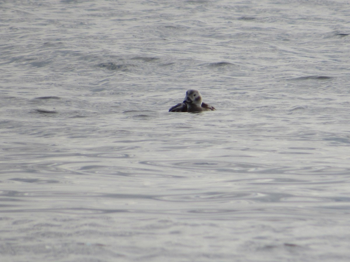 Long-tailed Duck - ML394869971
