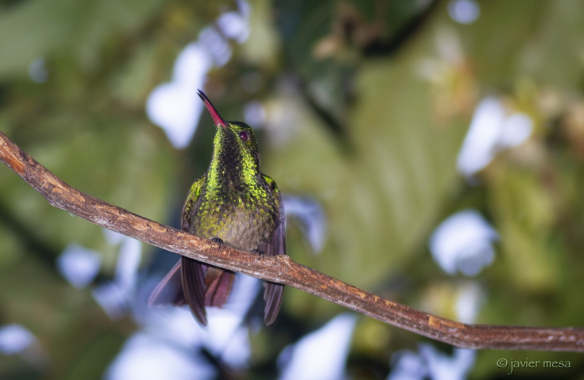 Green-bellied Hummingbird - javier  mesa
