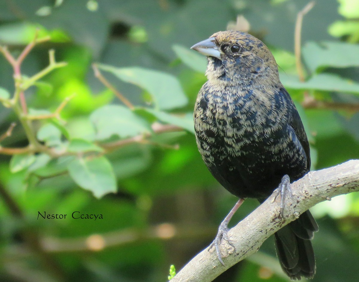 Blue-black Grassquit - Nestor Ccacya Baca