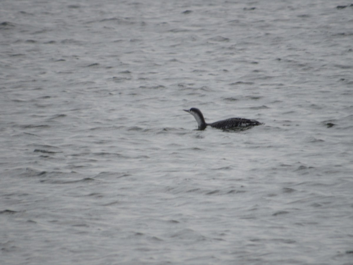 Red-throated Loon - ML394870481