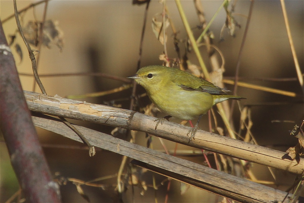 Tennessee Warbler - ML39487051