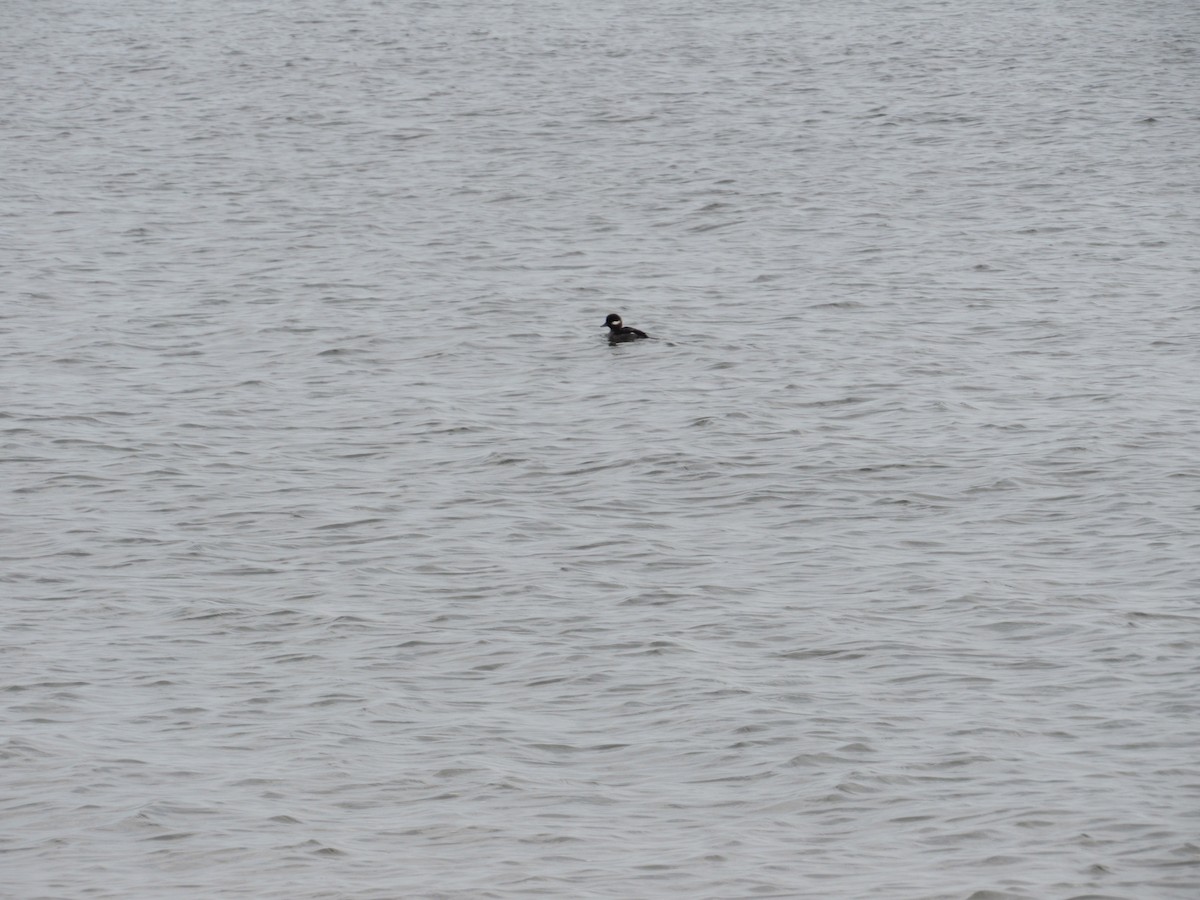 Bufflehead - ML394870521