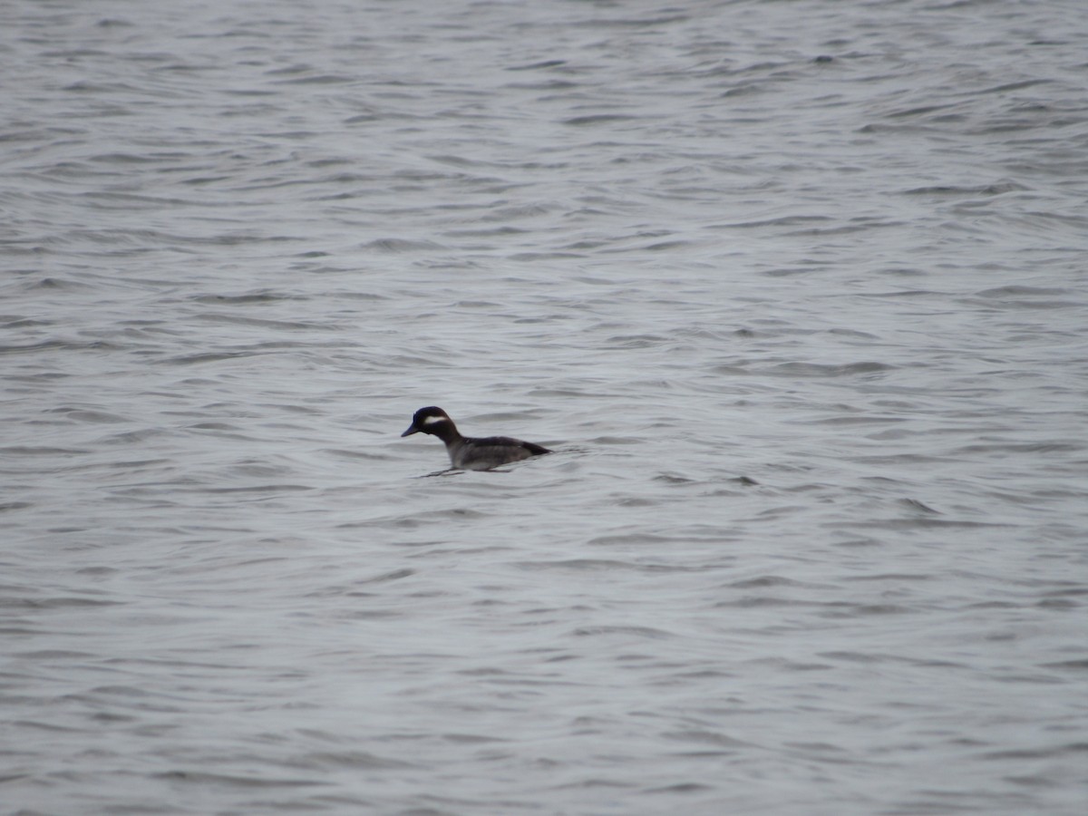 Bufflehead - ML394870541