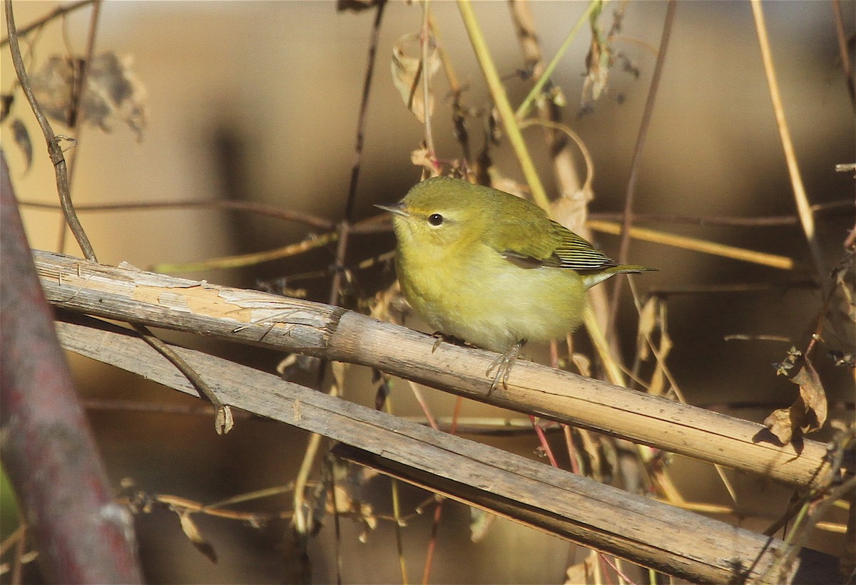 Tennessee Warbler - ML39487091