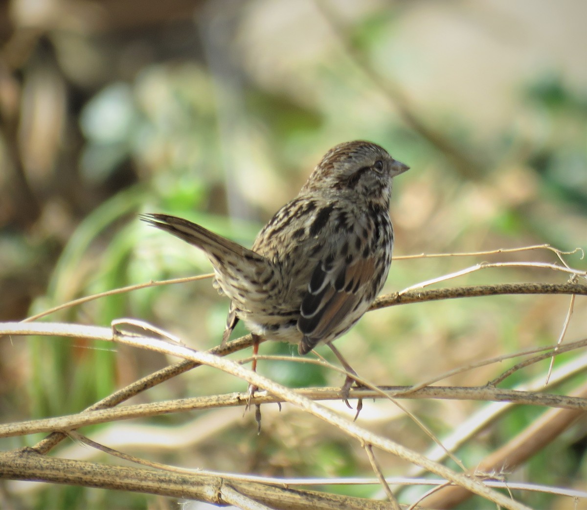 Song Sparrow (heermanni Group) - ML394871251